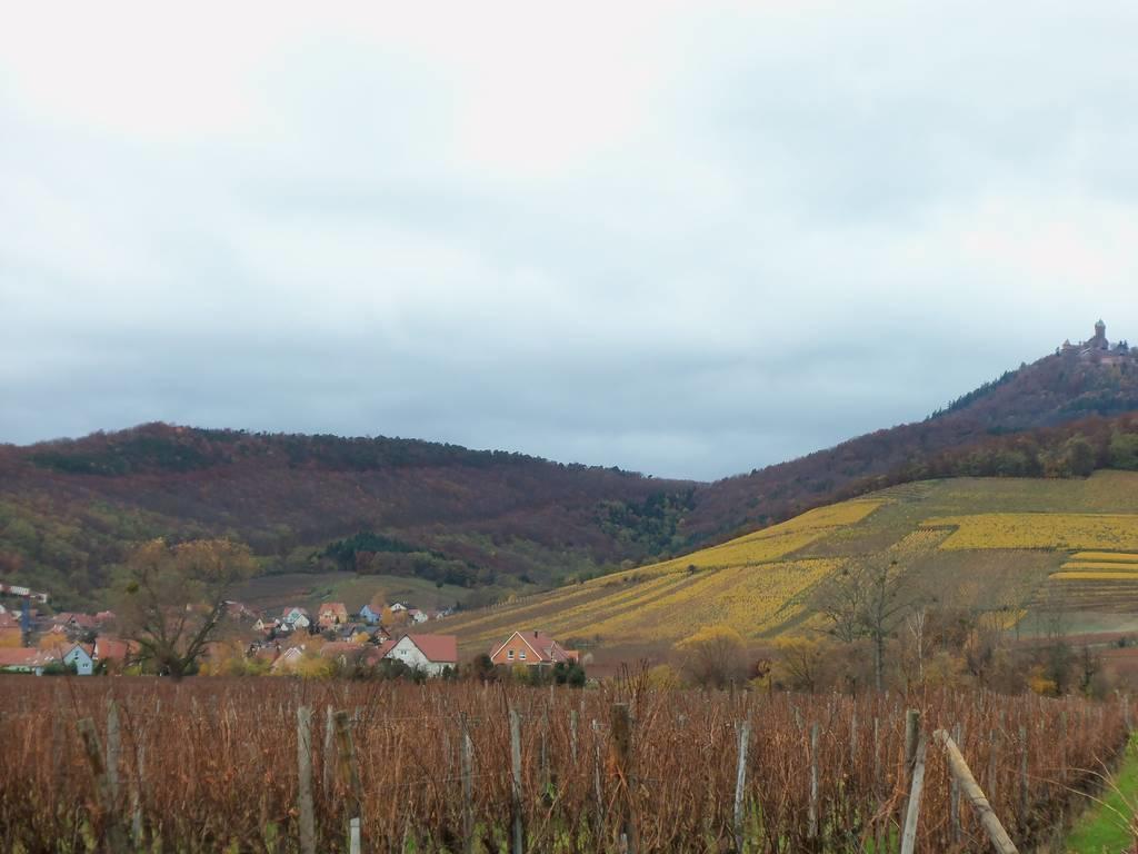 Apartment Route Du Vin Centre Alsace Orschwiller Zimmer foto